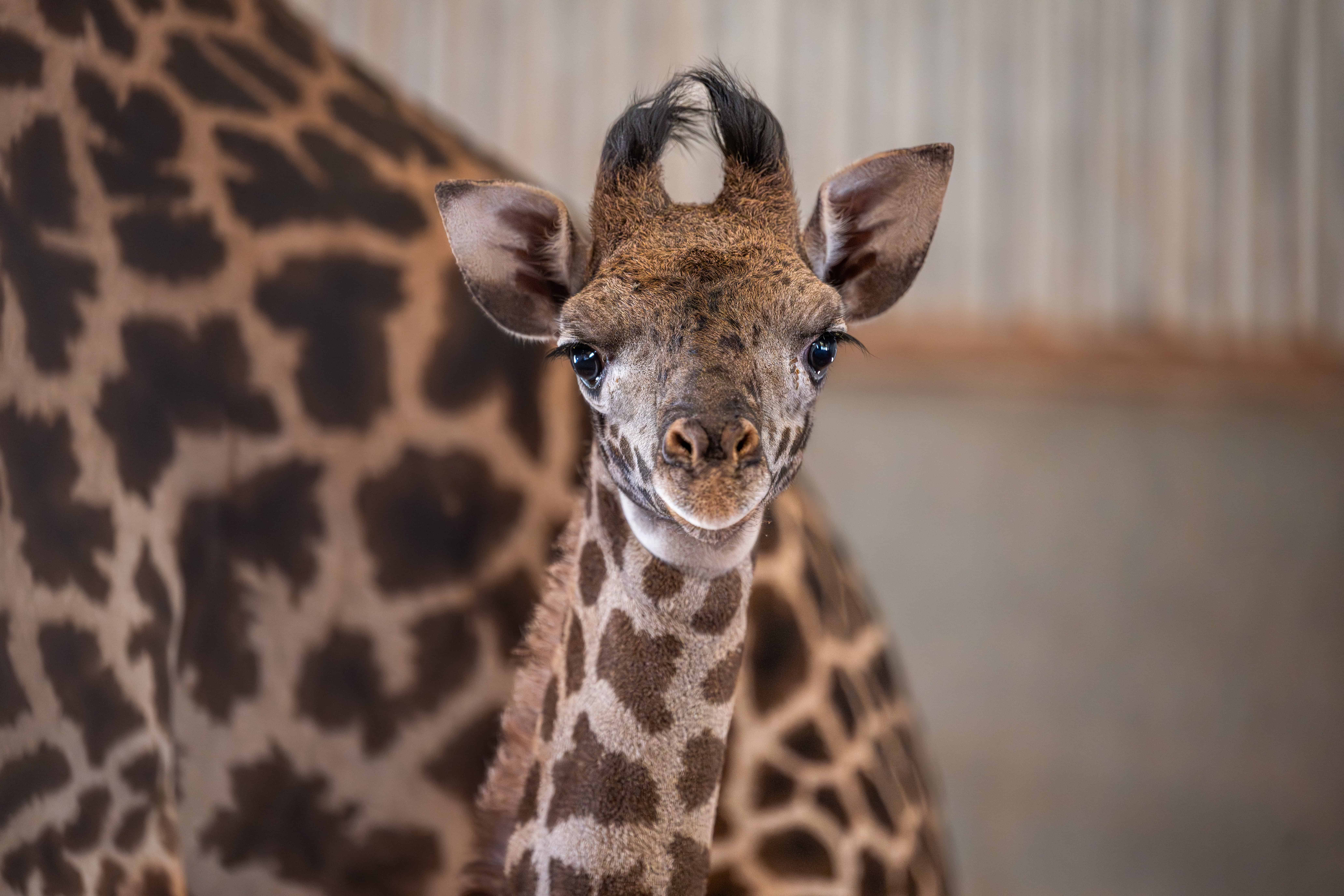 Nikki is a Guinness World Record Holder! - Phoenix Zoo