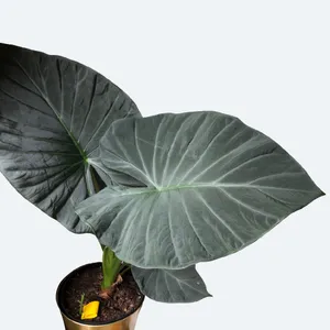 アロカシア 'リーガル ・シールド' (Alocasia 'Regal Shield