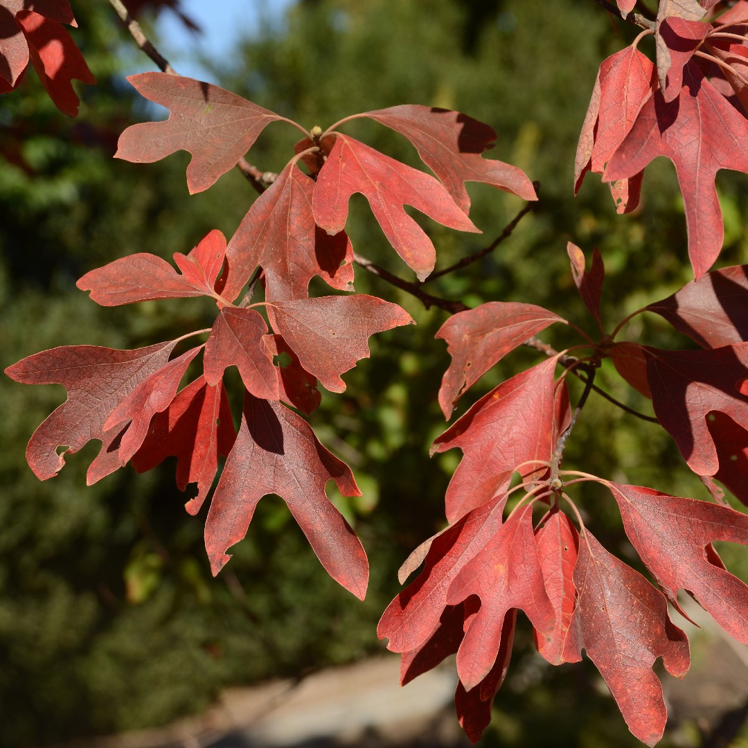 How to Grow and Care for Common sassafras