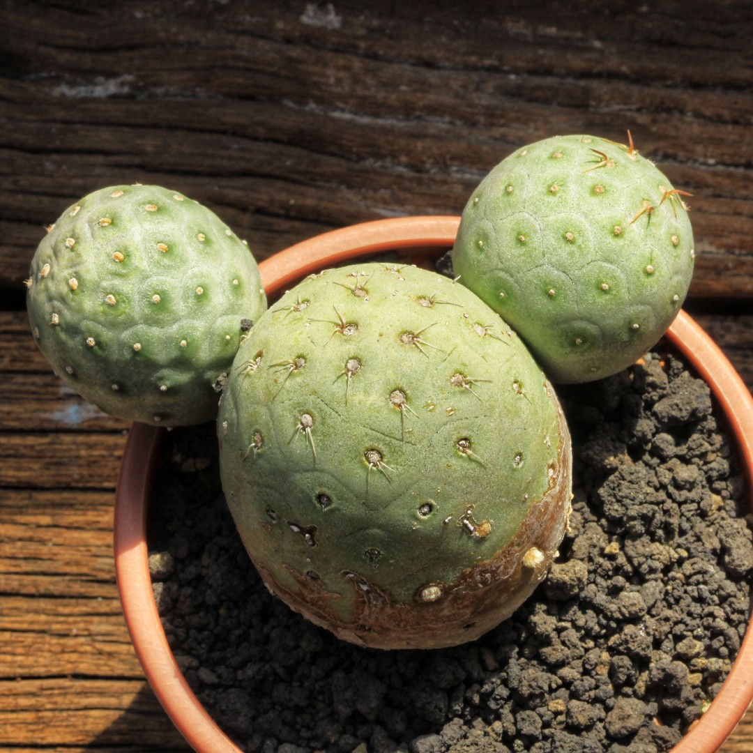テフロカクタス・ゲオメトリクス (Tephrocactus geometricus
