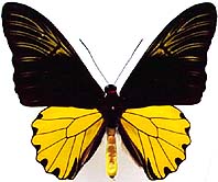 ジャコウアゲハ族のページ：リスト4