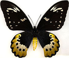 ジャコウアゲハ族のページ：リスト3