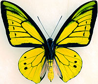 ジャコウアゲハ族のページ：リスト3