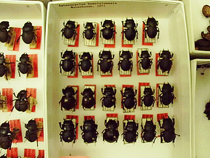 ハワイクワガタを探せ！