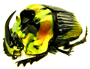 ニジダイコクカタログ