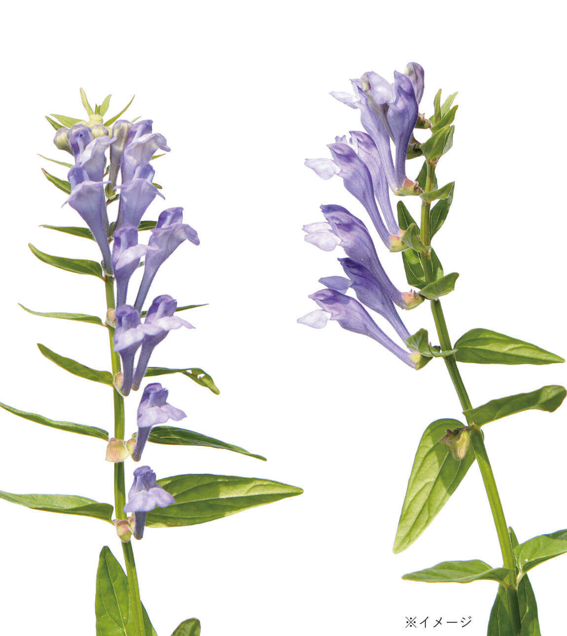 Essence Pro – ピュールビオ