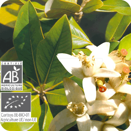 フローラル – プラナロム エッセンシャルオイル・精油｜健草医学舎