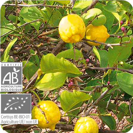 レモン – プラナロム エッセンシャルオイル・精油｜健草医学舎