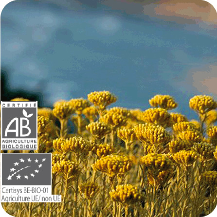 ヘリクリサム – プラナロム エッセンシャルオイル・精油｜健草医学舎