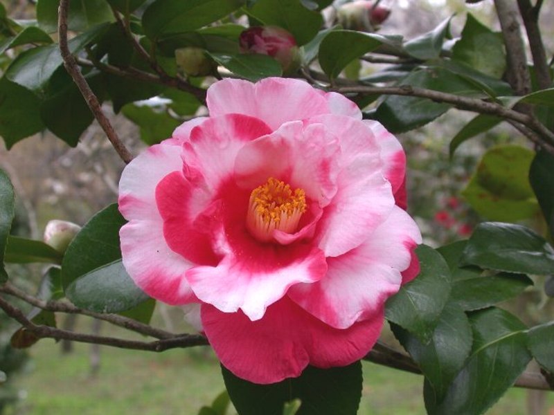 いわねしぼり(岩根絞) | 石川県