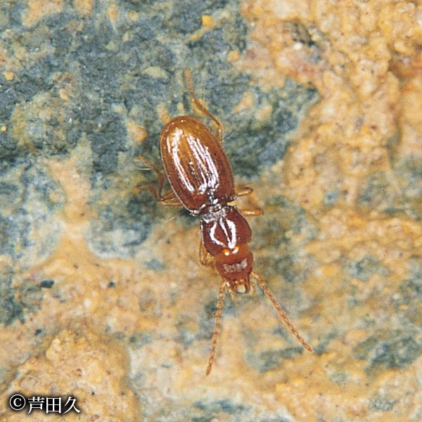 イズリハメクラチビゴミムシ｜京都府レッドデータブック2015