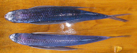 三重県｜おさかな図鑑：おさかな雑録 No.54 トビウオ 2011年9月21日