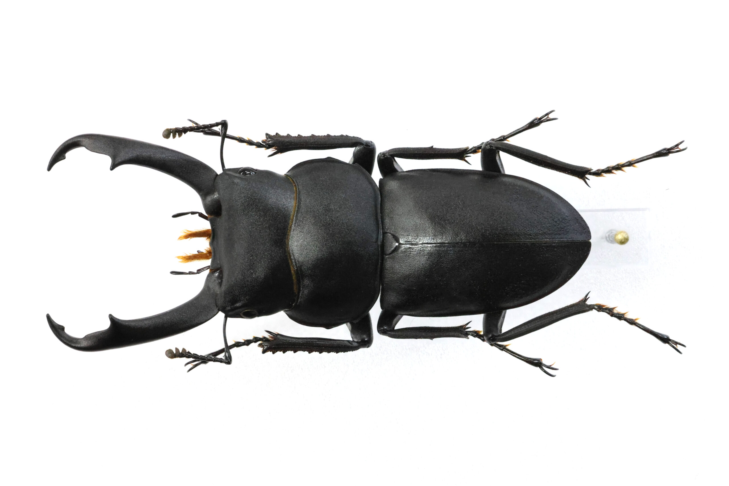 51.1 ㎜ ］ライトに、こんな大きな個体が | Project WILD MUSEUM