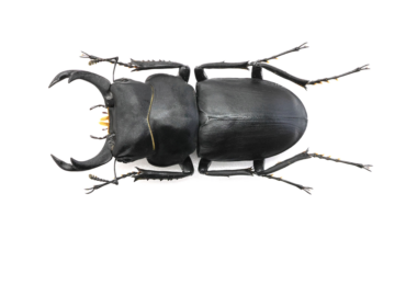 54.2 ㎜ ］持つべきは友！ | Project WILD MUSEUM クワガタ大図鑑