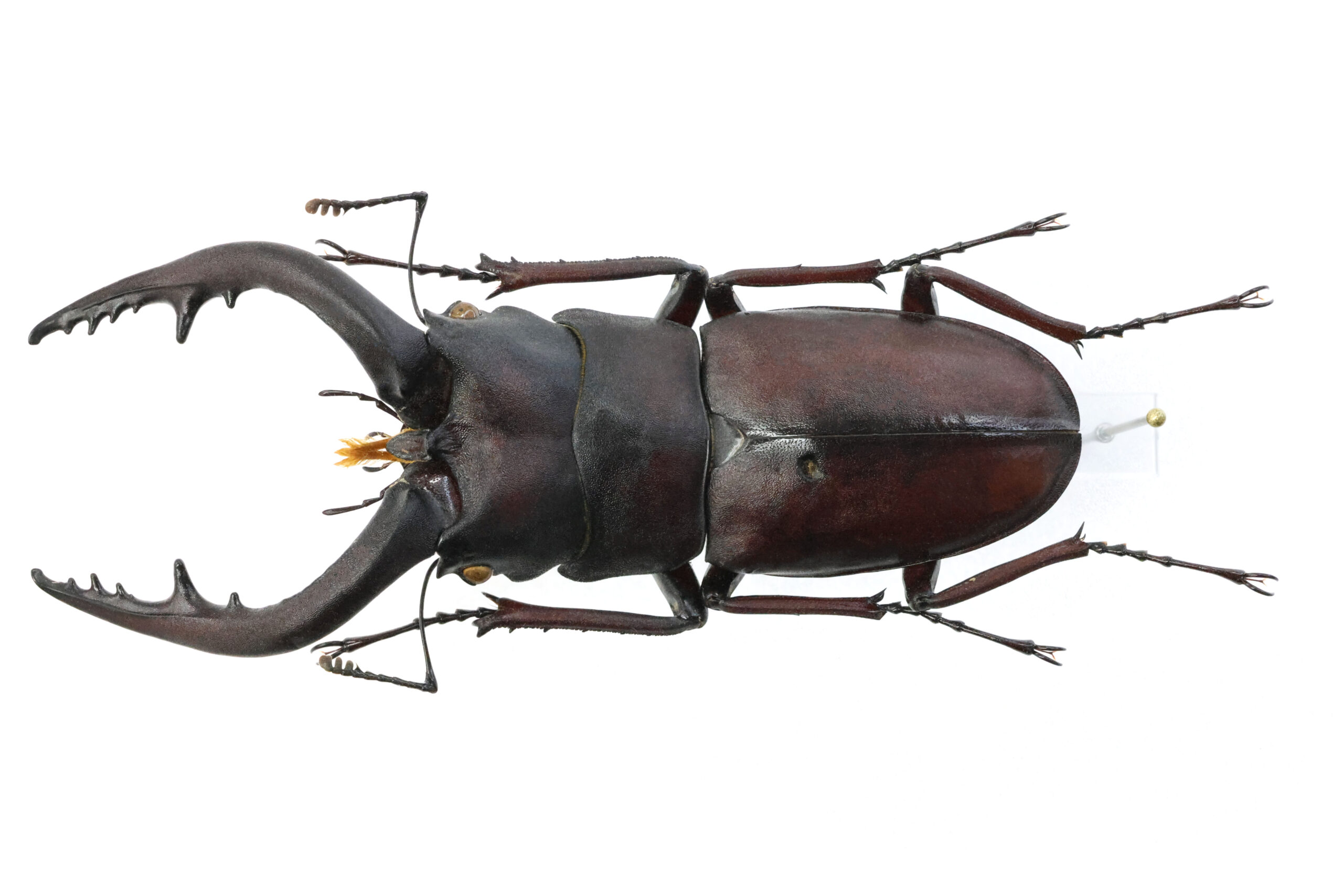 71.1 ㎜ ］茨城県の特大サイズ | Project WILD MUSEUM クワガタ大図鑑