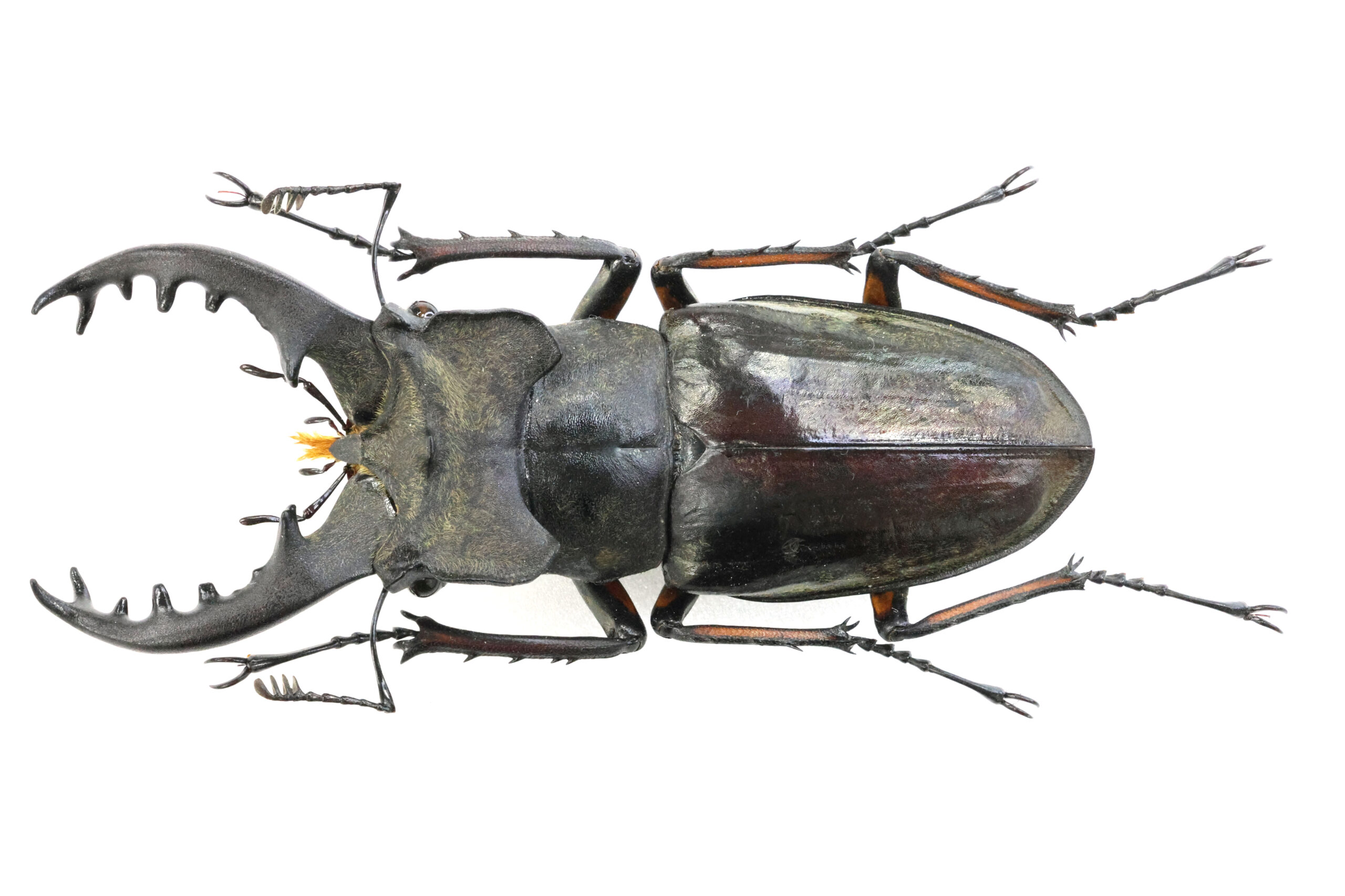 76.0 ㎜ ］大分県の特大ミヤマ！ | Project WILD MUSEUM クワガタ大図鑑