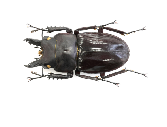 アマミマルバネクワガタ［16］に関する記事一覧