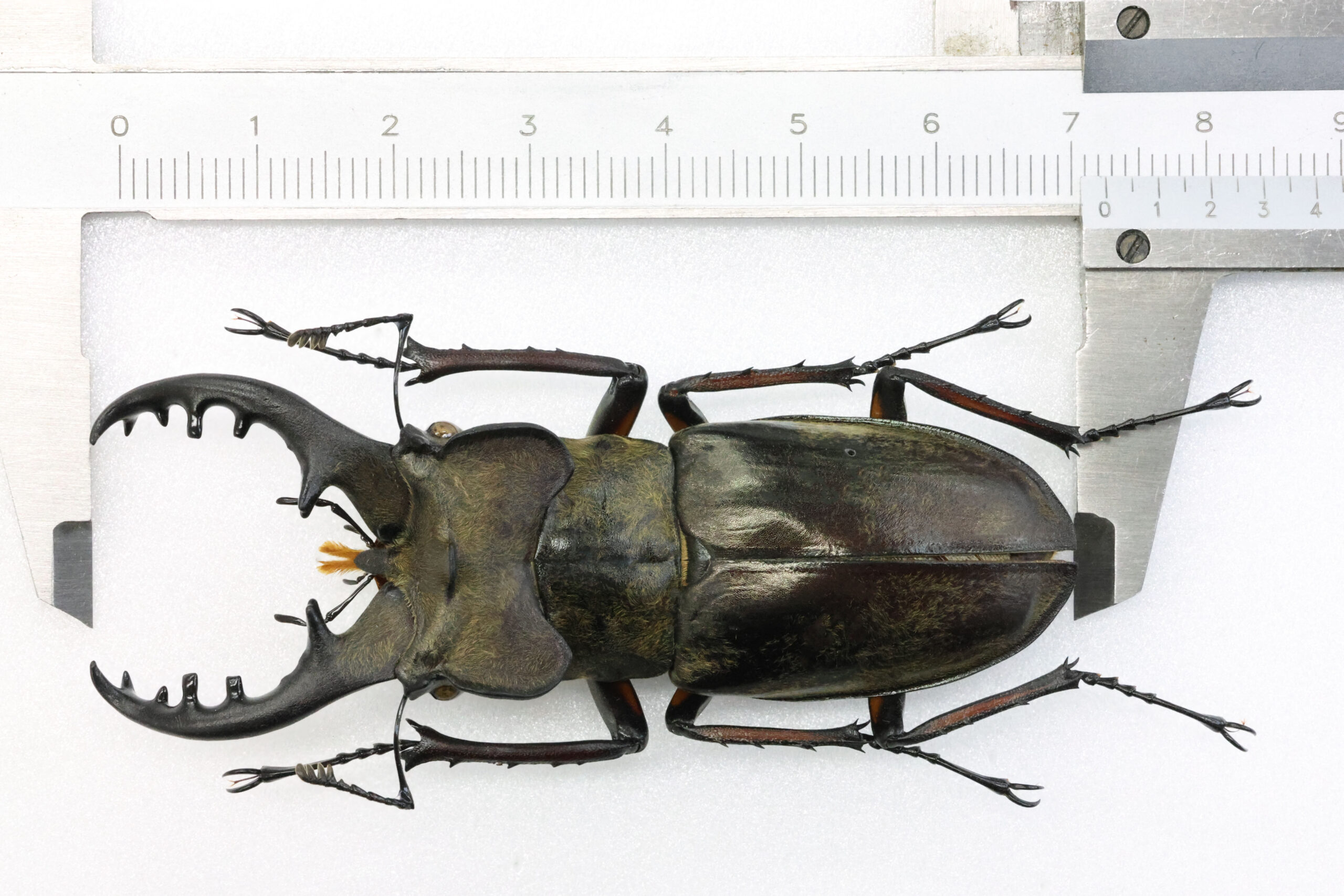 72.2 ㎜ ］2024年夏の福島市最大クラス | Project WILD MUSEUM