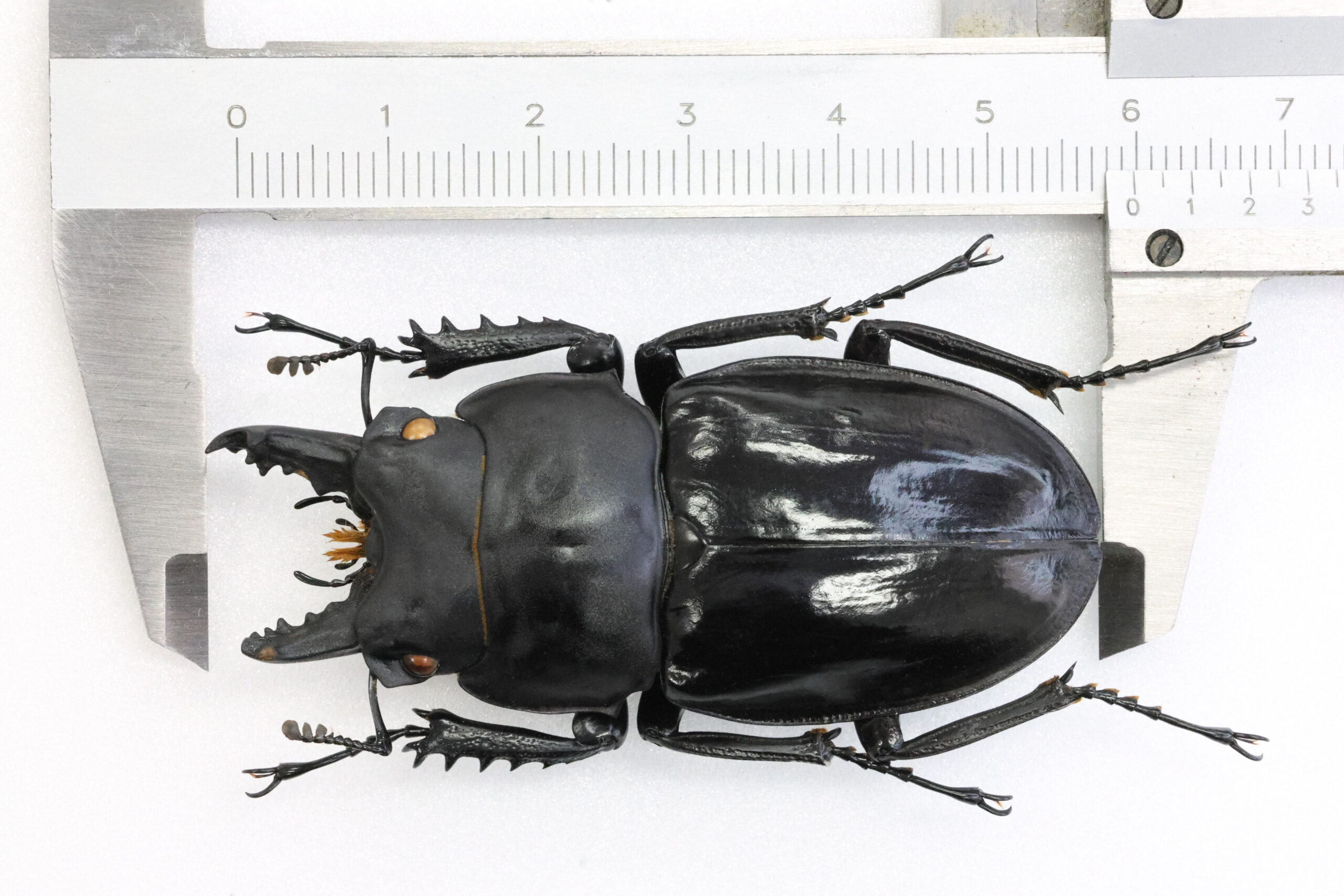 59.9㎜ ］規制前に採集できた特大個体 | Project WILD MUSEUM クワガタ