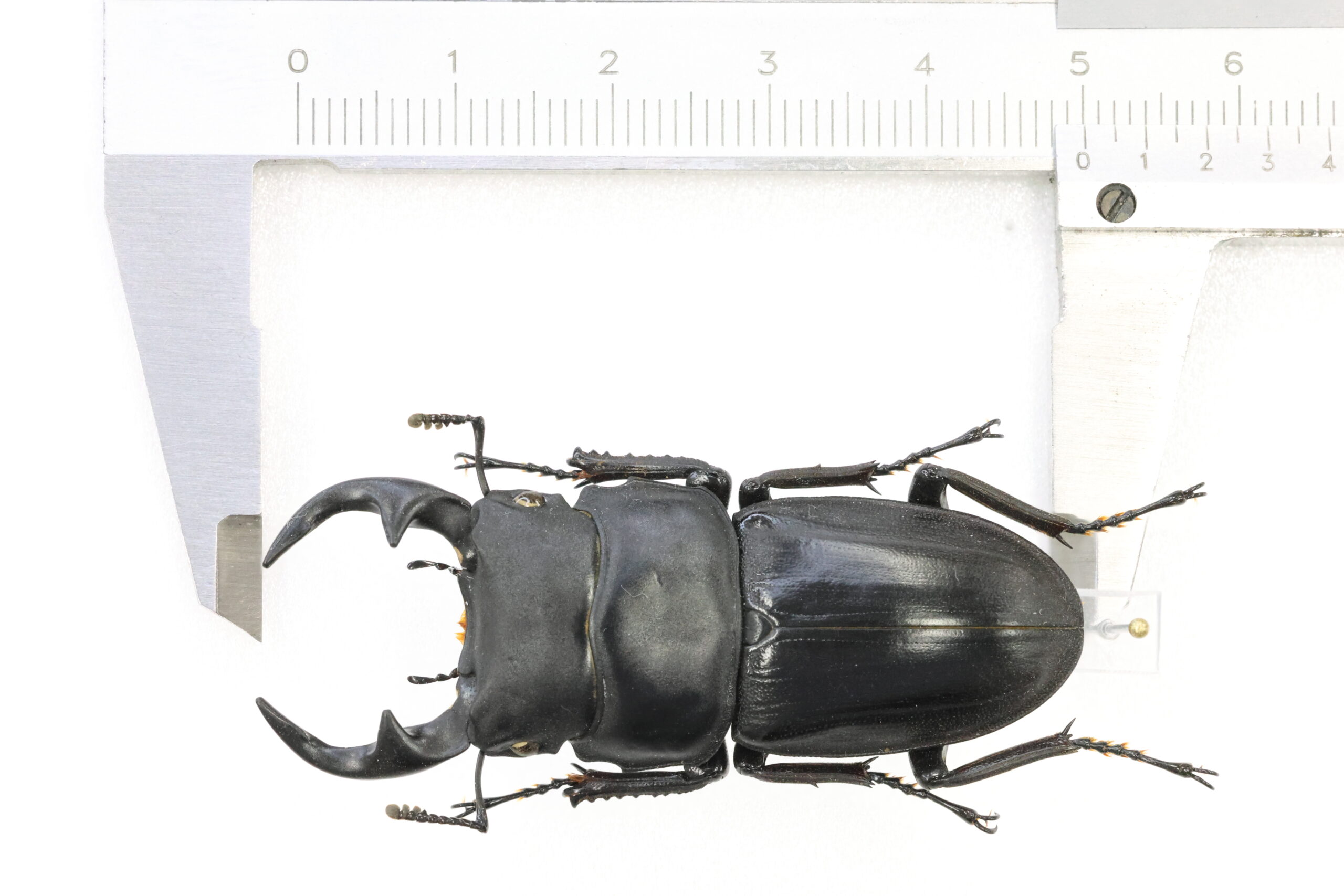 50.0 ㎜ ］やっと出会えたオオクワガタ | Project WILD MUSEUM