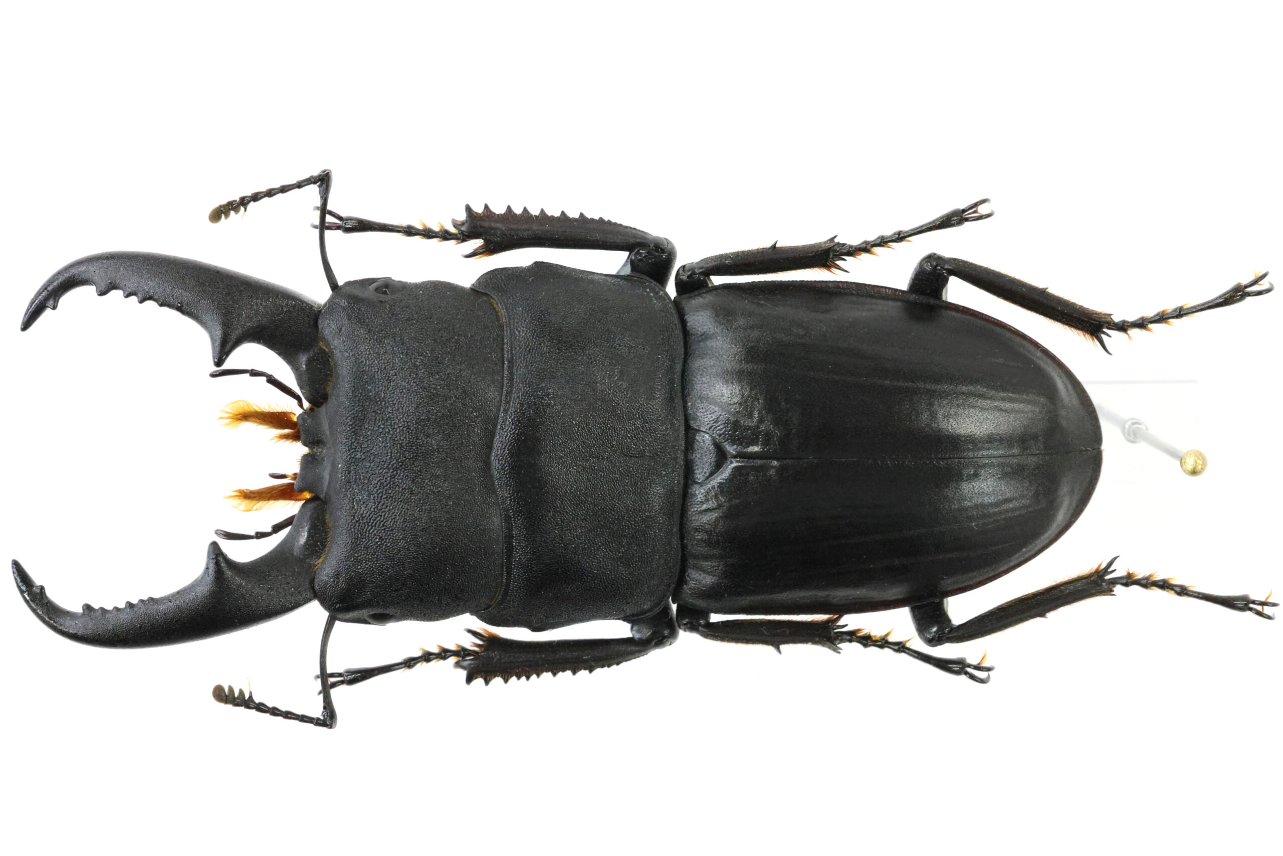 59.1 ㎜ ］野外では大きく見える！？ | Project WILD MUSEUM クワガタ