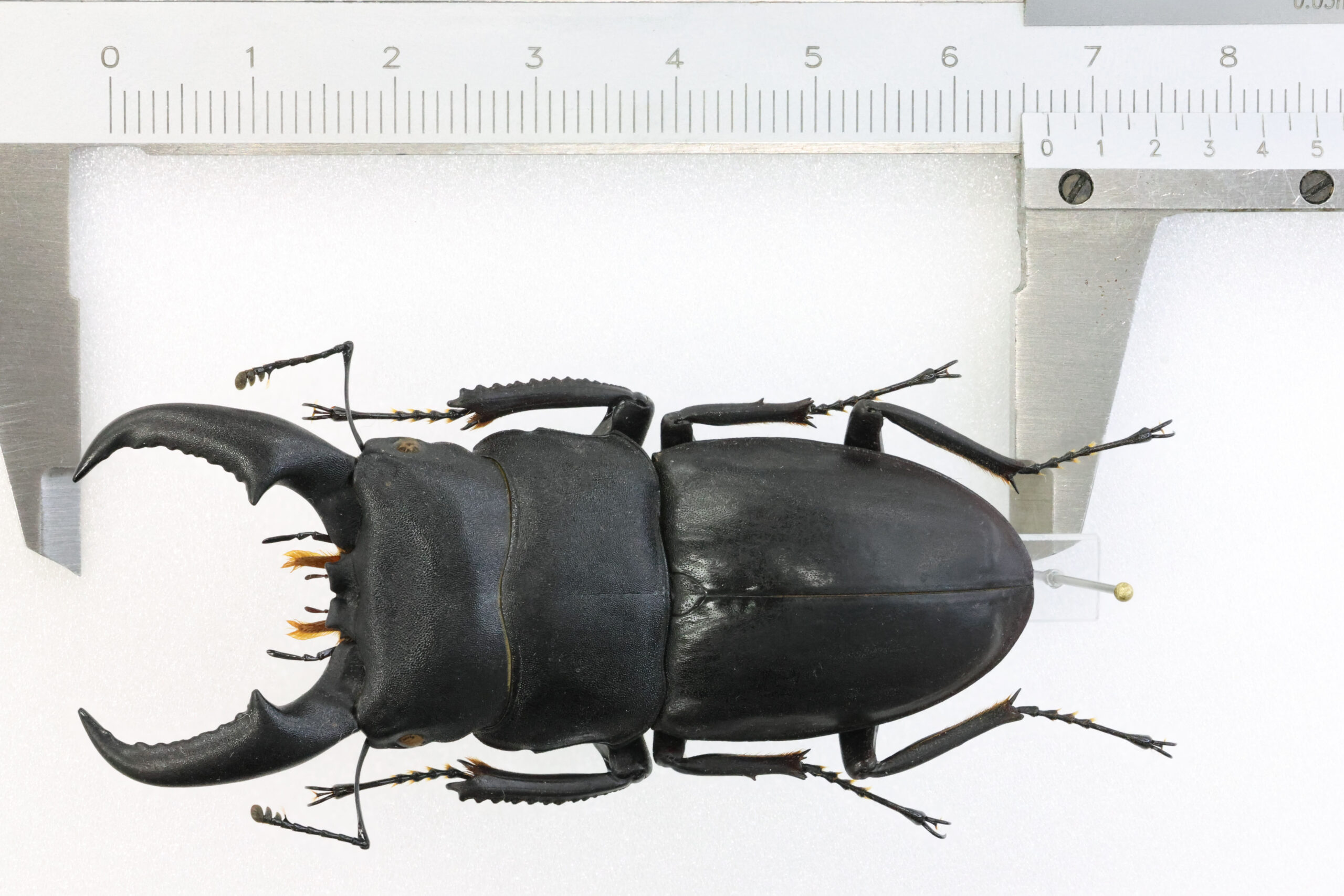 66.6 ㎜ ］沖縄本島のヒラタ！ | Project WILD MUSEUM クワガタ大図鑑