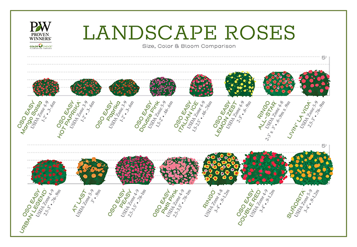 Easy Way to Grow Roses – Low‑Maintenance Shrub Roses