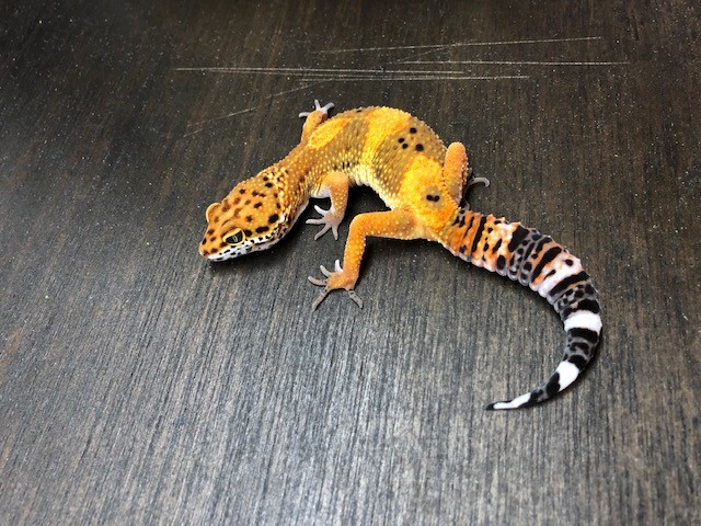 ヒョウモントカゲモドキの飼い方 - くすくす