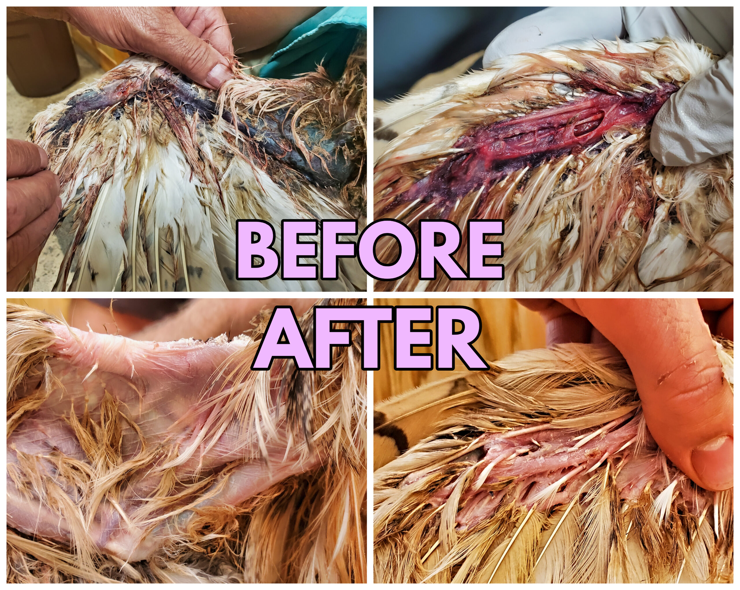 Great Horned Owl – Barbed Wire Victim – Rocky Mountain Raptor Program