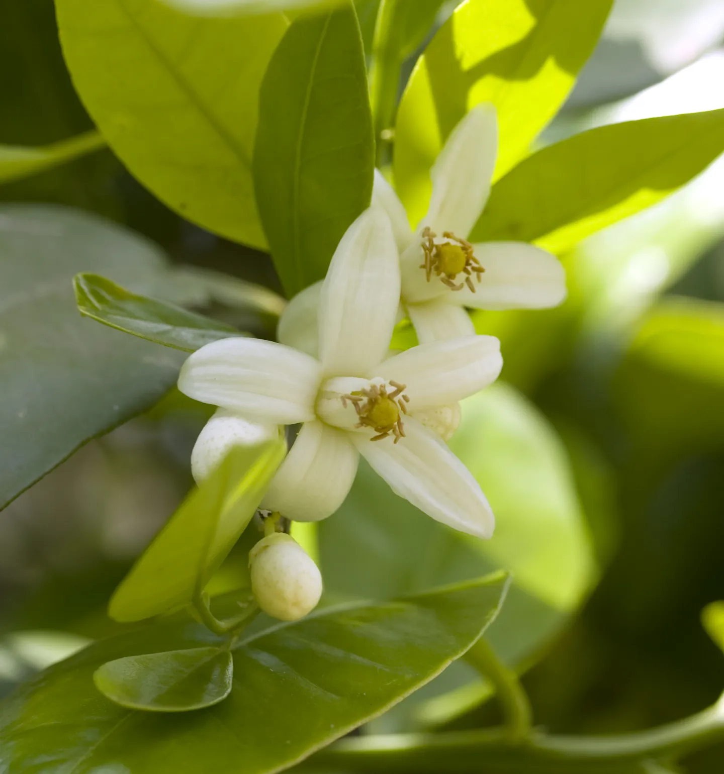 ネロリ | ローズ ド マラケシュ 公式サイト