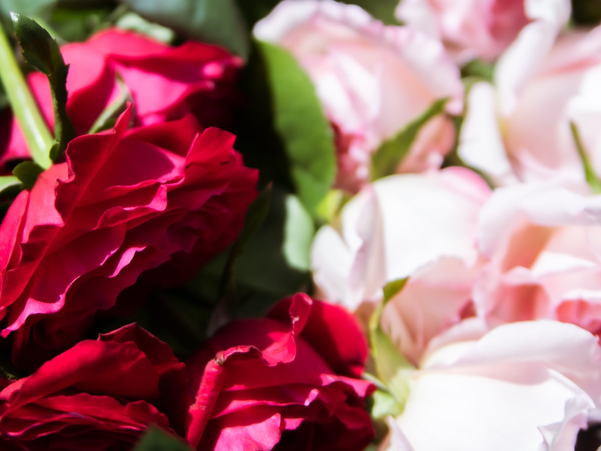 乾燥の季節におすすめ！ローズモイストリッチクリーム（パウチサイズ