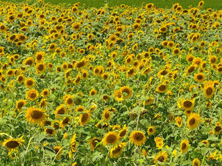 夏と言えばコレ！向日葵めぐり2025 ～山梶農園のひまわり畑