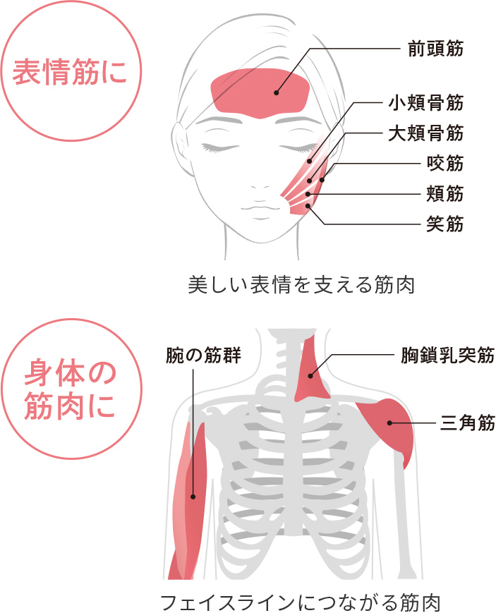リファウォーミー - ReFa WARMY | 商品情報 | ReFa（リファ）公式