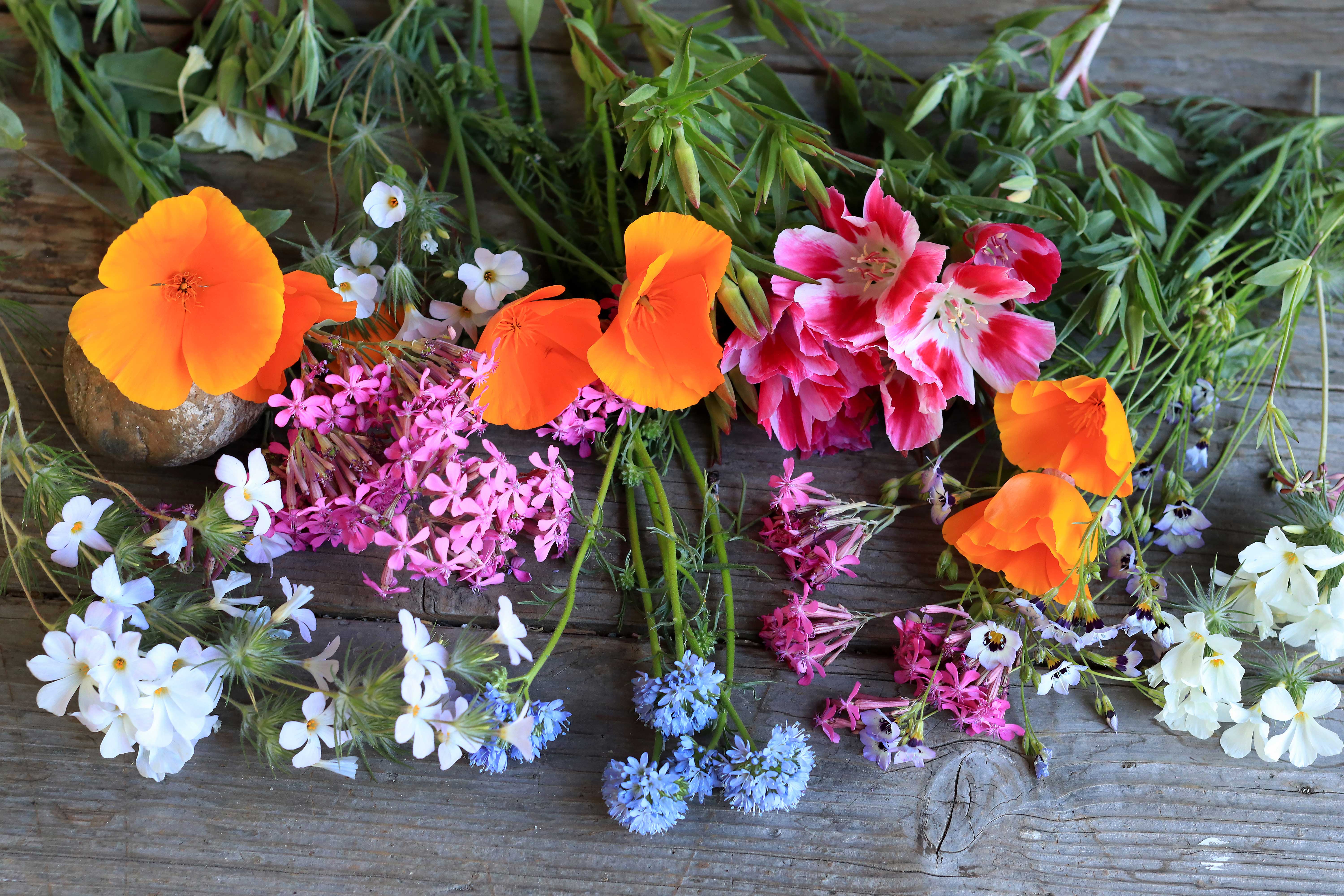 Colorful & Carefree Annual Wildflowers' Scatter Garden Seeds