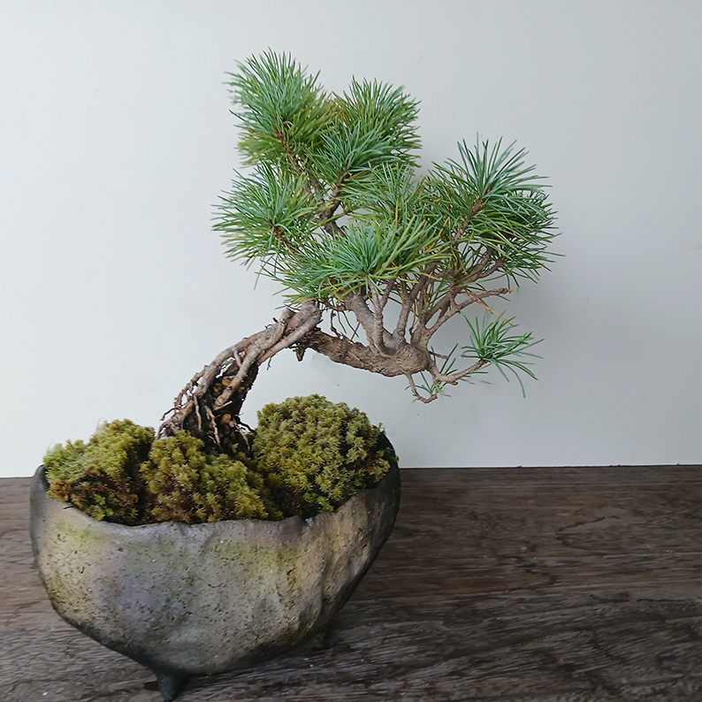 楽天市場】盆栽 五葉松 ゴヨウマツ 真山茜 炭化焼き締め鉢 ミニ盆栽