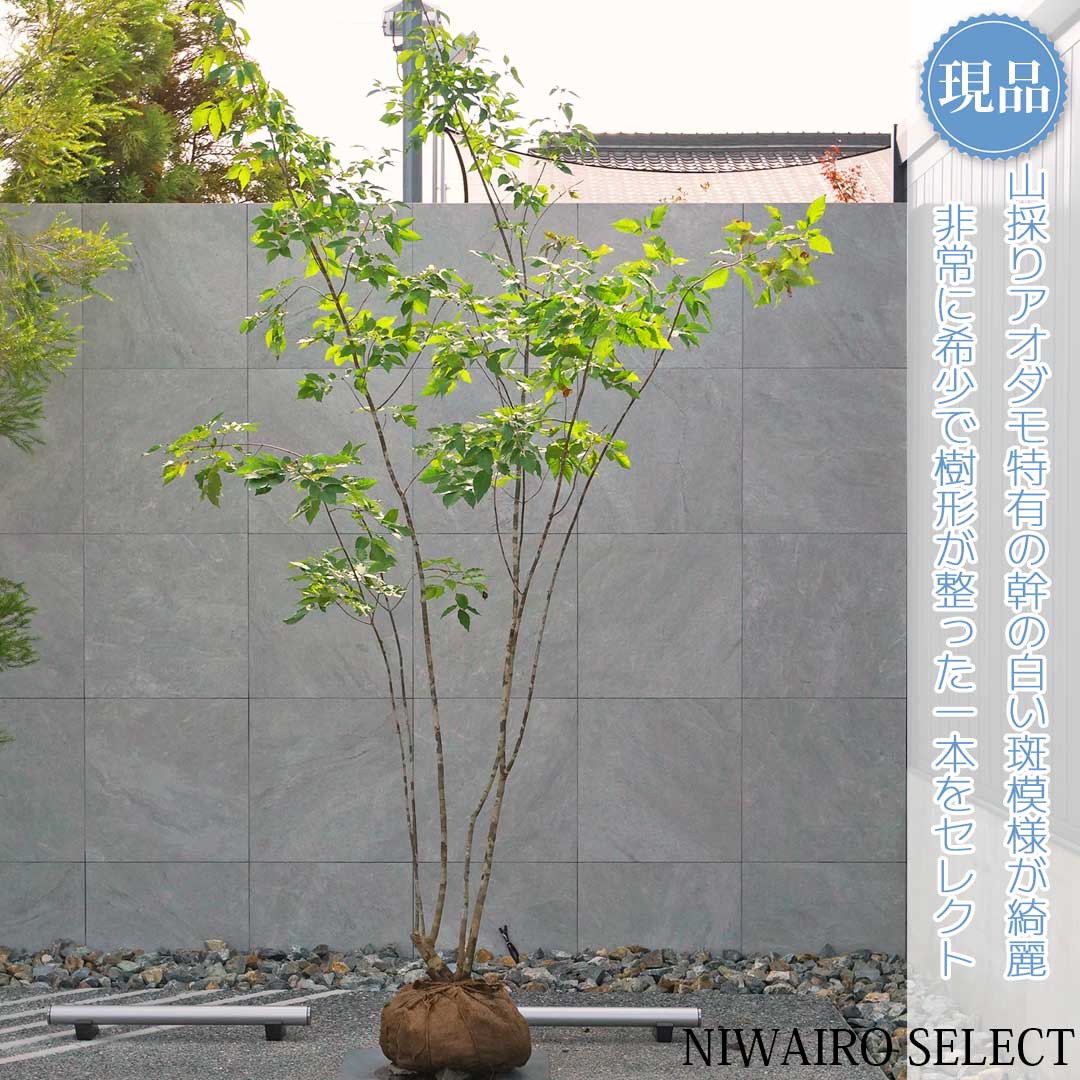 84 山採り アオダモ 山採り天然 アオダモ 5本株立ち 84