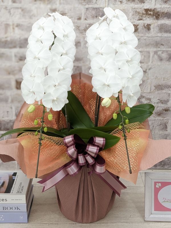 全国洋ラン品評会受賞品種】ミディ系ホワイト胡蝶蘭！『リトルシルキー