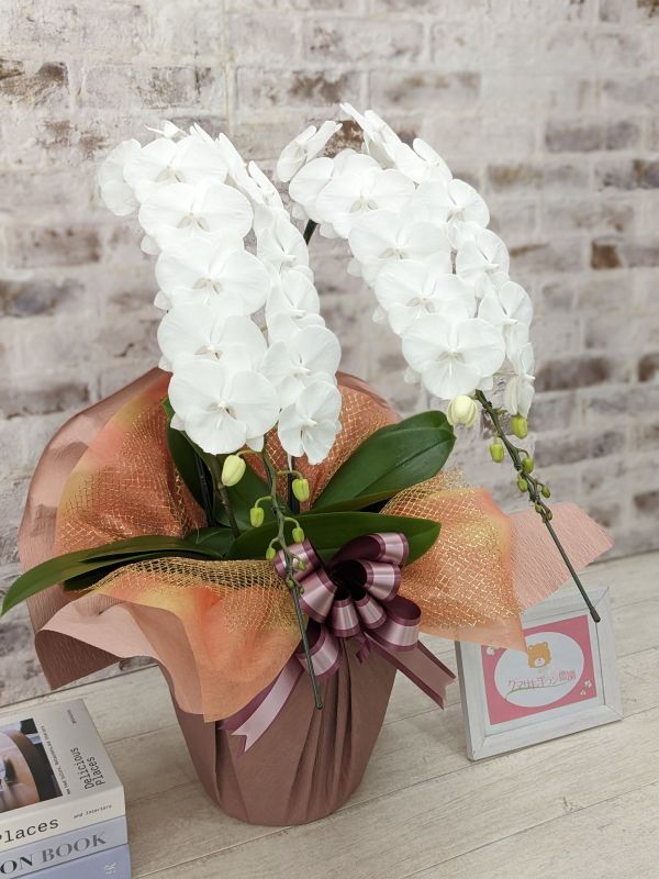 全国洋ラン品評会受賞品種】ミディ系ホワイト胡蝶蘭！『リトルシルキー