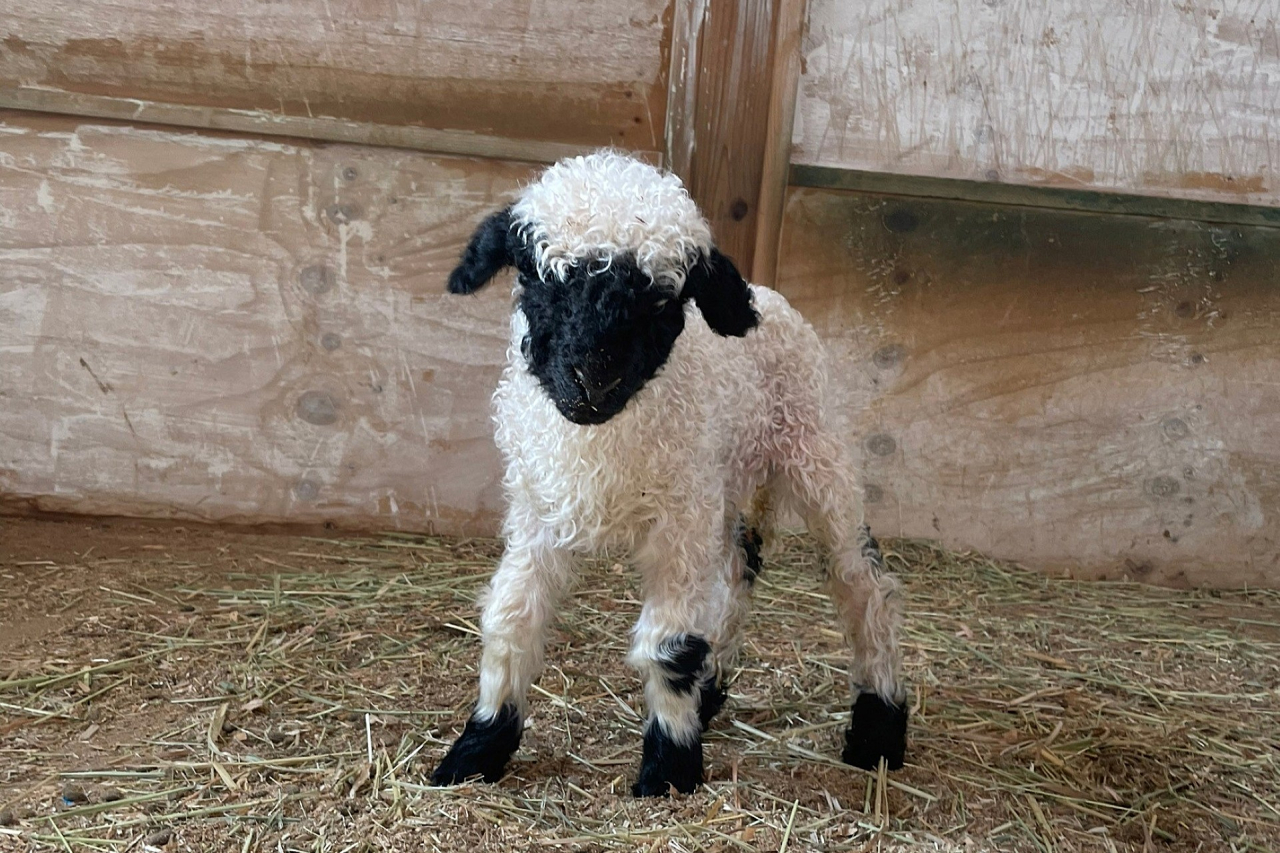 出産ラッシュ‼世界一可愛いと称される羊の赤ちゃん生まれたよ！ スイス