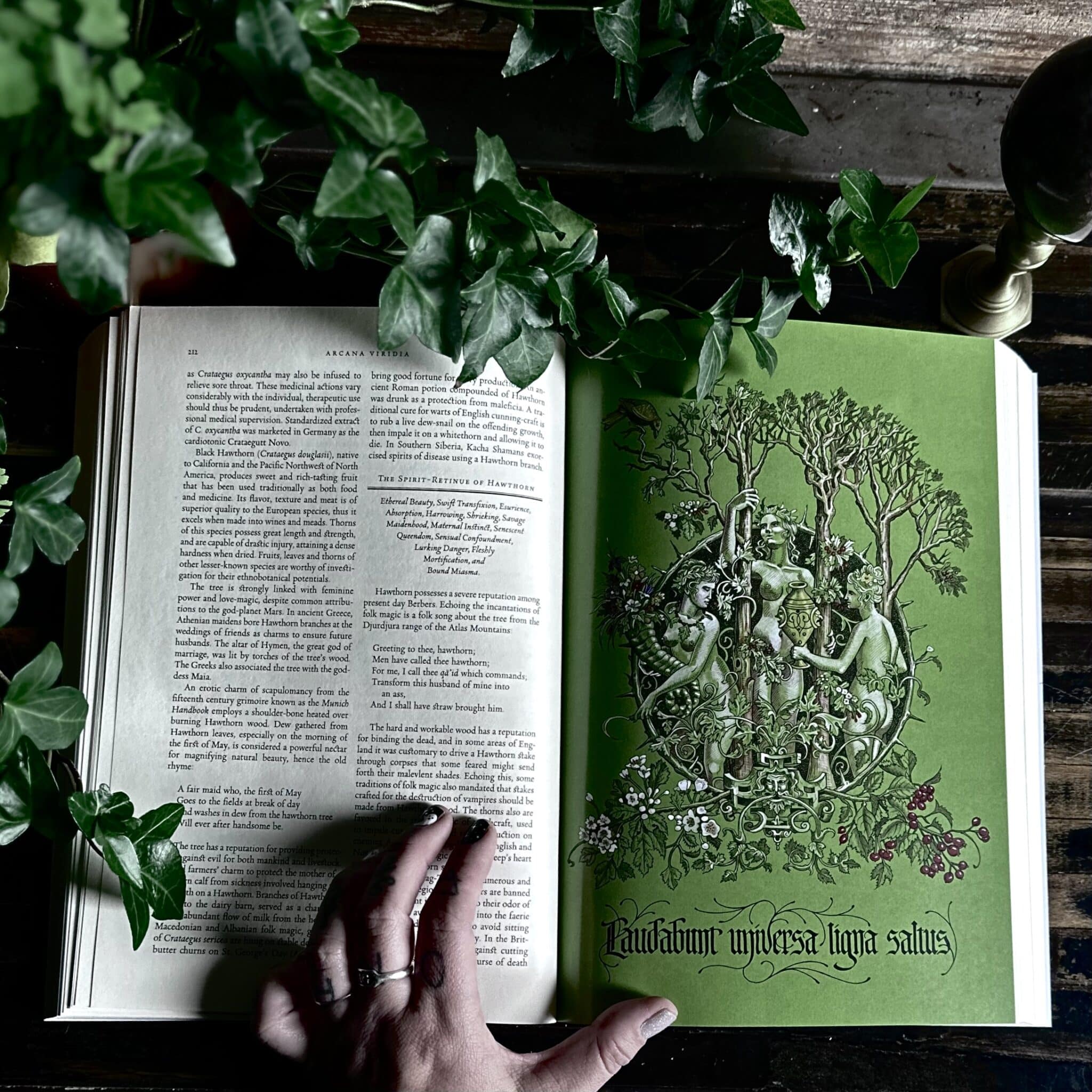 洋書 THE GREEN MYSTERIES Daniel Schulke Amazon.com: The Green