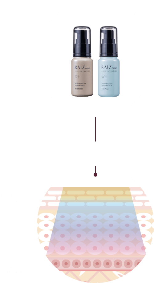 RAIZrepair ライースリペア | 発酵シナジーで叶えるエイジングケアの最