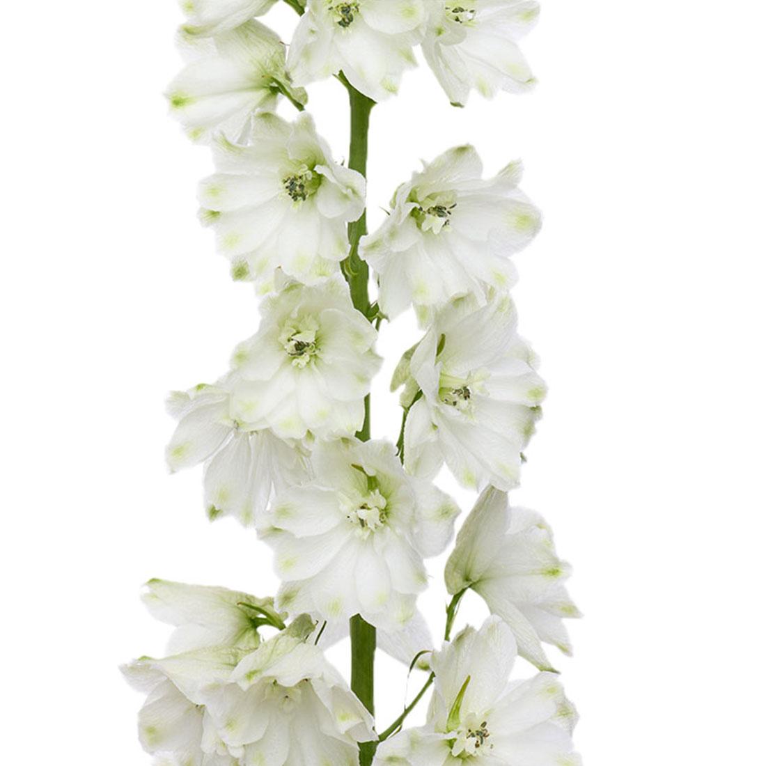 Delphinium - Rio Roses