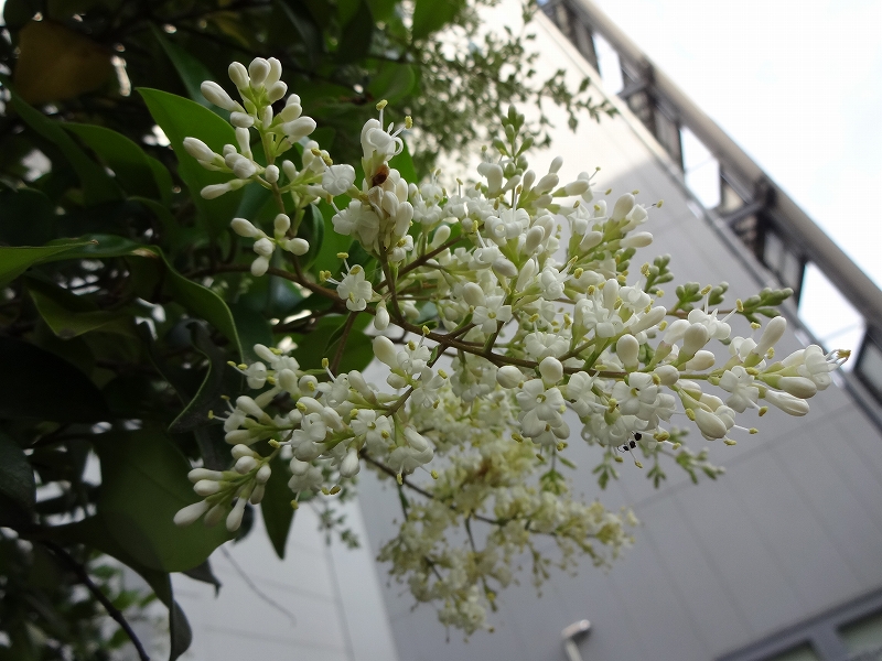 ネズミモチ | 京都大学生存圏研究所 材鑑調査室