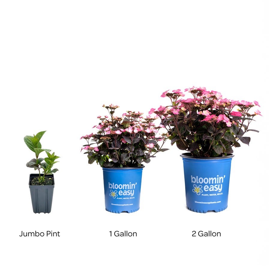 Hydrangea Pink Dynamo™ Mountain Hydrangea – Wayside Gardens