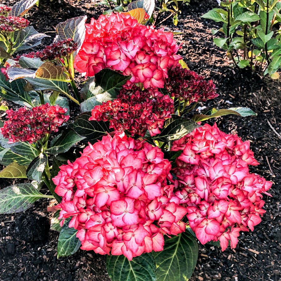Hydrangea Kimono™ Bigleaf Hydrangea – Wayside Gardens