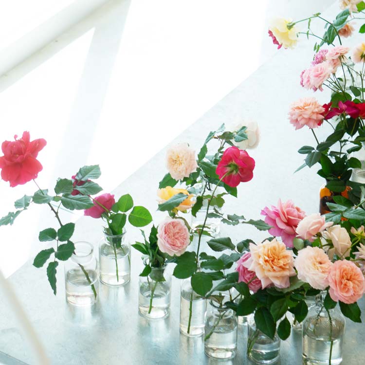 WABARA｜Rose Farm KEIJI – WABARA online store