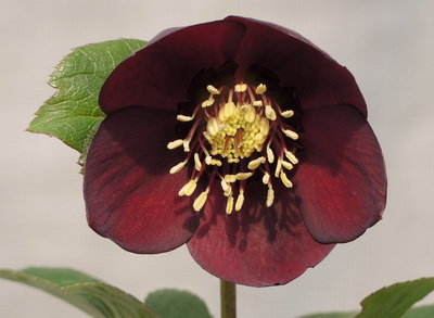 クリスマスローズ シングル 赤シベ 卑弥呼 種