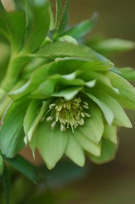 クリスマスローズ ダブル（八重） 種 通信販売 ＞ クリスマスローズ