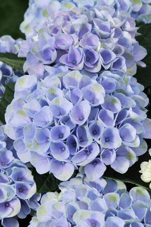 hydrangea-macrophylla-