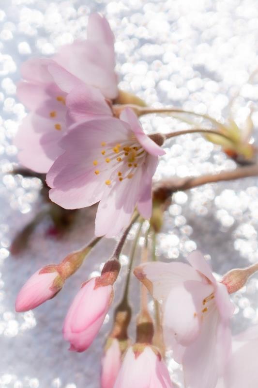 町民カメラマン写真集/ 川島町